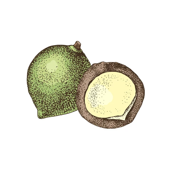 Nueces de macadamia dibujadas a mano . — Vector de stock