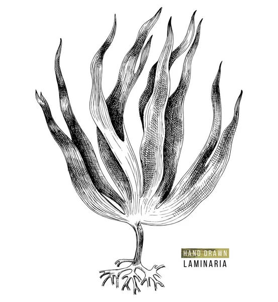 Handritad Laminaria digitata tång — Stock vektor