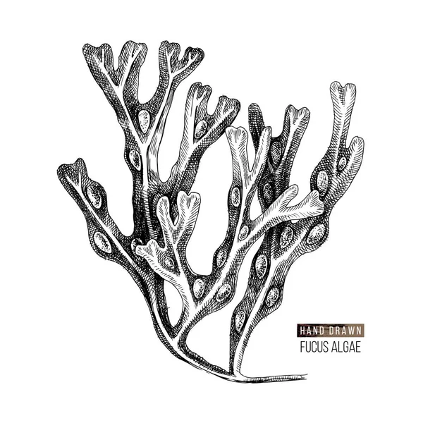 手描きのフカス藻類 — ストックベクタ