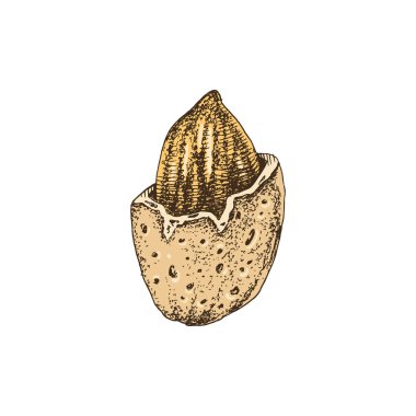 Kırık kabuk içinde el çizilmiş badem