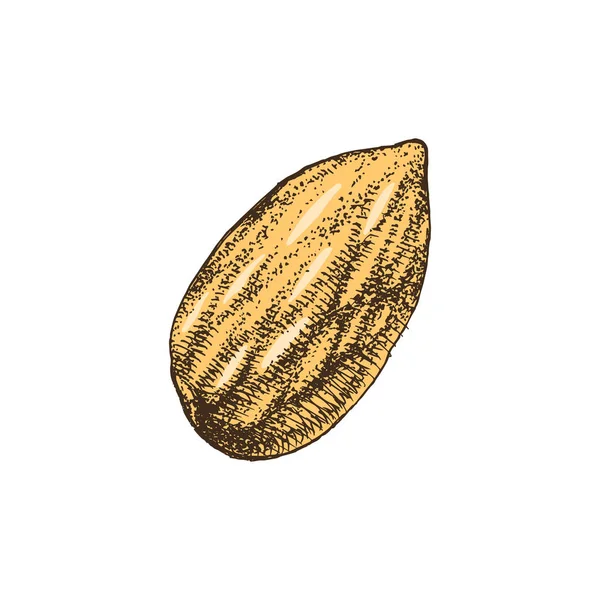 Hand drawn almond — Stock Vector