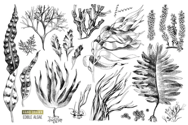 Ręcznie rysowane algi jadalne — Wektor stockowy