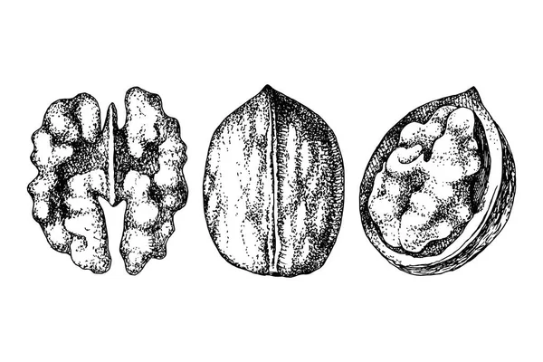 Handgezogene Walnusskerne — Stockvektor