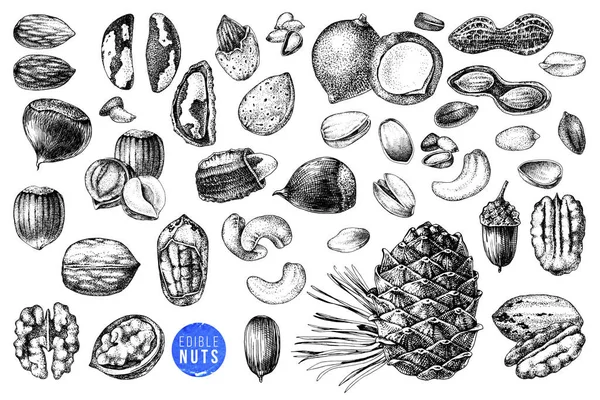 Juego de nueces comestibles dibujadas a mano — Archivo Imágenes Vectoriales