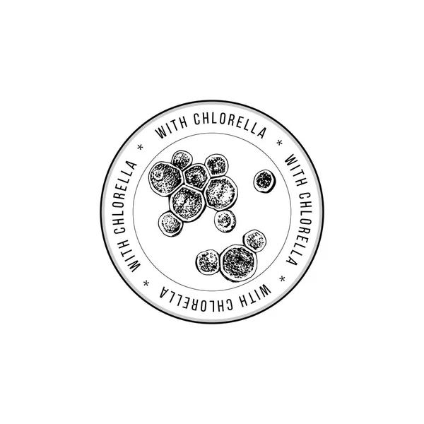 Round emblem with hand drawn chlorella algae — Stock Vector
