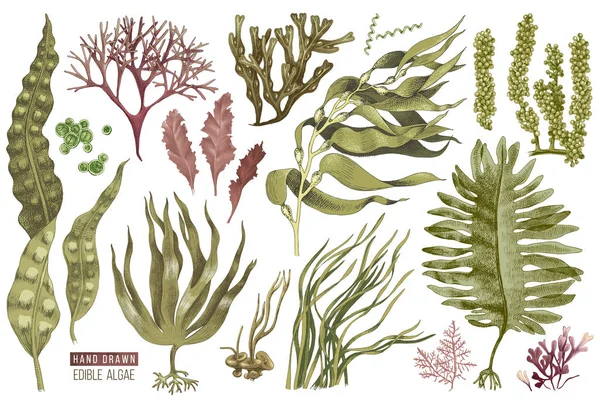 Ręcznie rysowane algi jadalne — Wektor stockowy