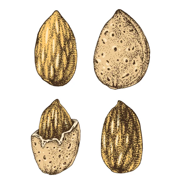 Almendras dibujadas a mano — Archivo Imágenes Vectoriales