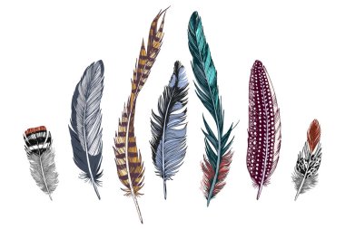 Beyaz arkaplanda 7 el çizilmiş tüy