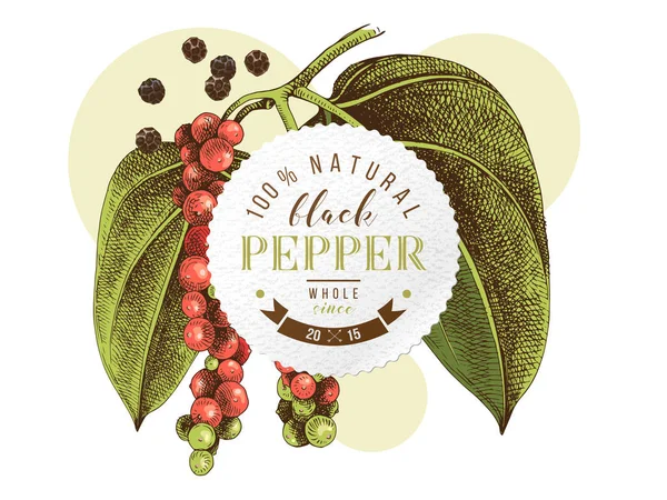 Zwarte peper embleem over hand getekende peper plant — Stockvector