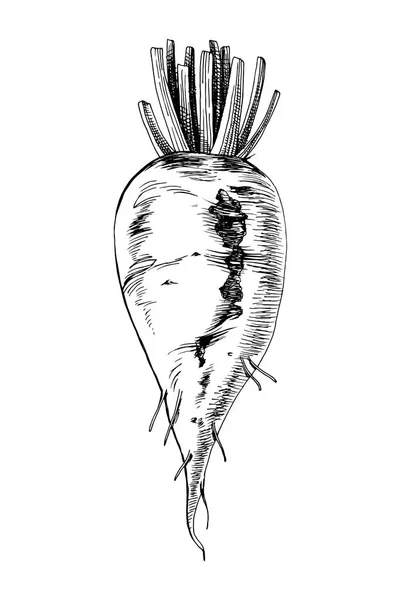 Hand drawn sugar beet — Stock Vector