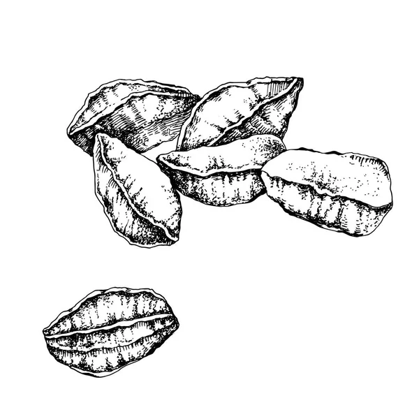 Handgezogene ungeschälte schwarze und weiße Paranüsse — Stockvektor