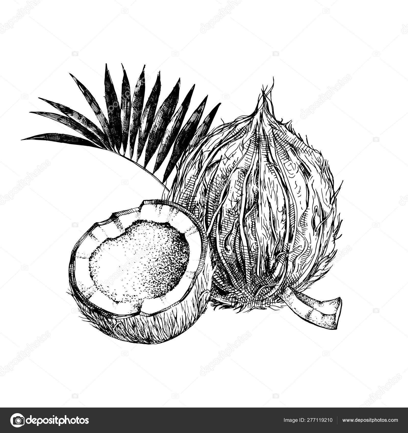 Hand drawn coconut with half and leaves Stock Vector Image by ©mart_m