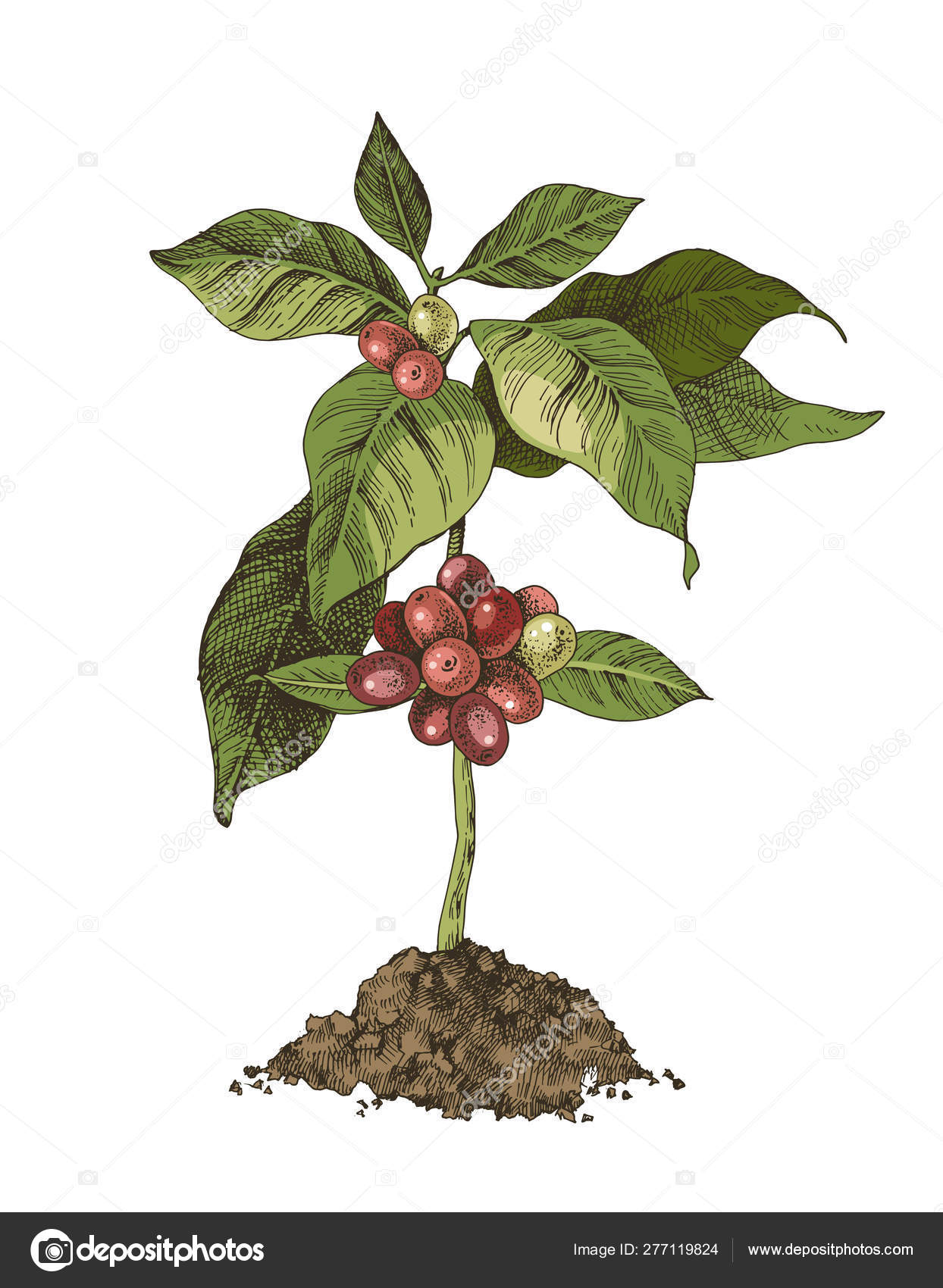 Young Coffee Trees Conilon Robusta Coffea Stock Photo 2348726333