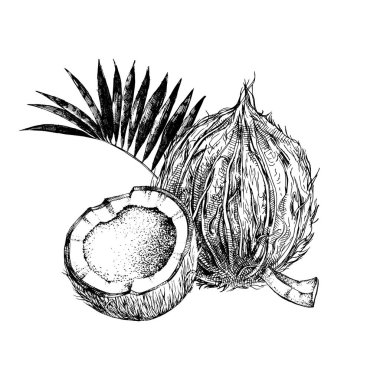 Hand drawn coconut with half and leaves clipart