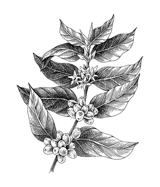 Hand drawn black and white coffee plant.