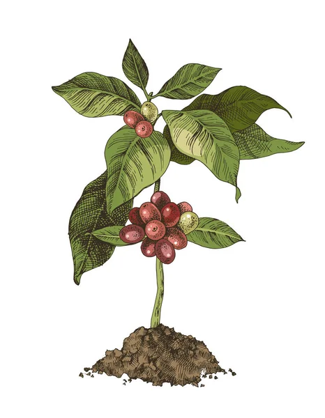 Jonge koffie boom met bonen — Stockvector