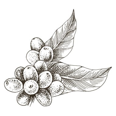 Elle çizilmiş kahve dalı