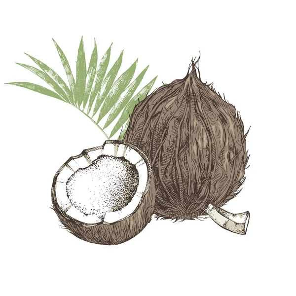 Noix de coco dessinée à la main avec moitié et feuilles — Image vectorielle