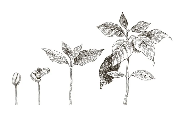Mudas de café desenhadas à mão. 4 etapas da planta em crescimento —  Vetores de Stock