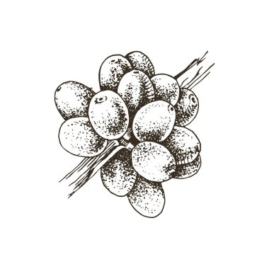 Elle çizilmiş kahve dalı