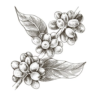 Elle çizilmiş kahve dalı