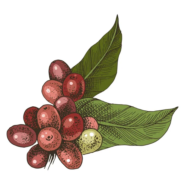 Branche de café coloré dessinée à la main — Image vectorielle