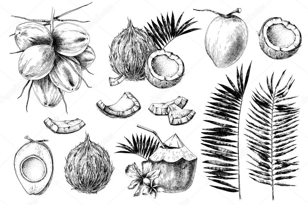 Set of hand drawn coconuts.