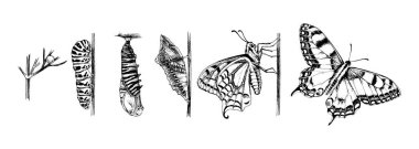 Swallowtail Metamorphosis-Papilio Machaon-kelebek