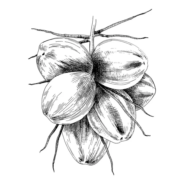 Manojo de cocos verdes — Archivo Imágenes Vectoriales