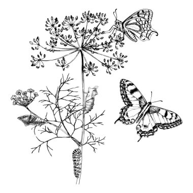 Metamorphosis of the Swallowtail - Papilio machaon - butterfly. clipart