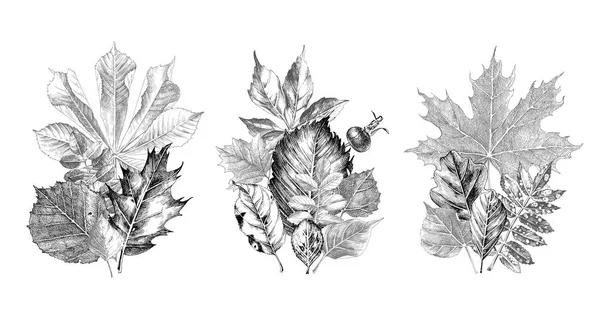 Hand getekende herfst bladeren boeketten — Stockvector