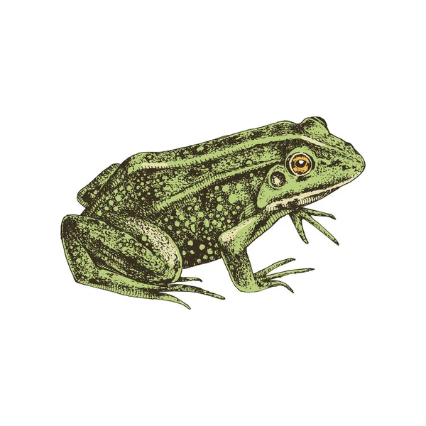 Grenouille d'eau commune dessinée à la main — Image vectorielle