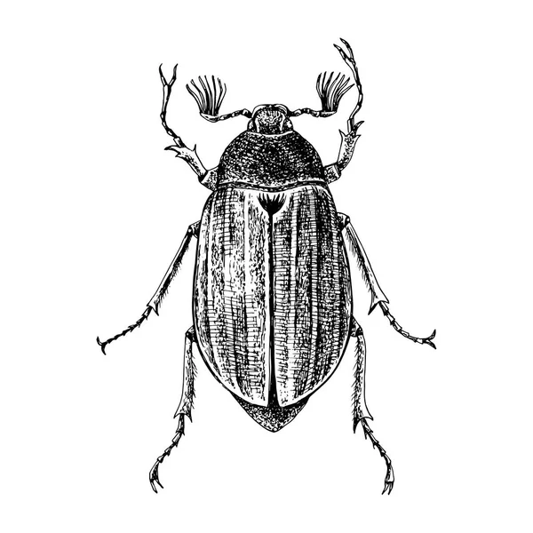 Handritad illustration av Maybug — Stock vektor