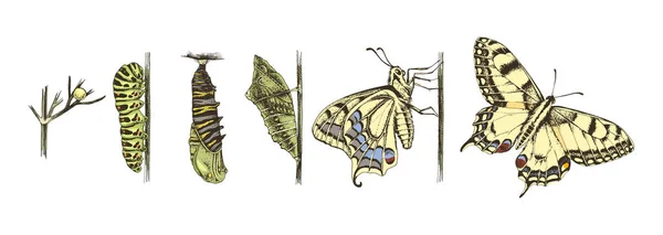 Metamorfoza swallowtail-Papilio Machaon-motyl — Wektor stockowy