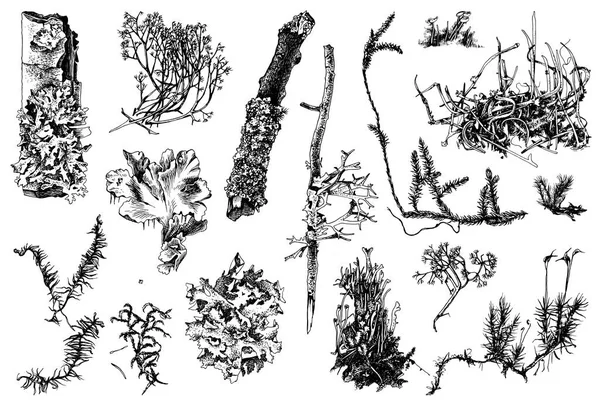 Mousses et lichens dessinés à la main — Image vectorielle