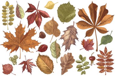 Hand drawn colorful autumn leaves set clipart