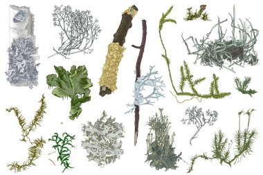 Hand drawn mosses and lichens clipart