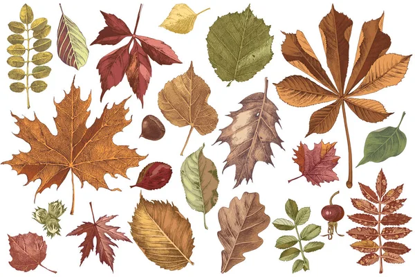 手绘五颜六色的秋叶套装 — 图库矢量图片