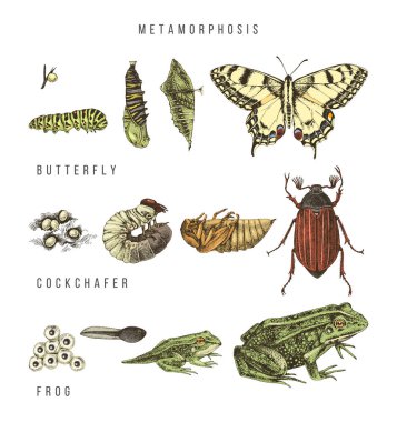 Metamorphosis of the swallowtail, cockchafer and frog clipart