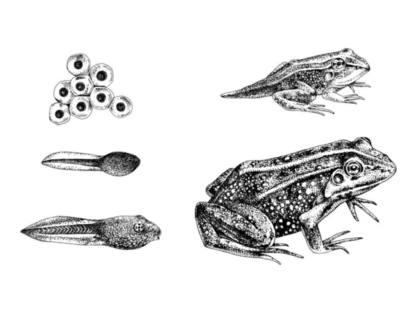 Metamorfosis de rana dibujada a mano — Vector de stock