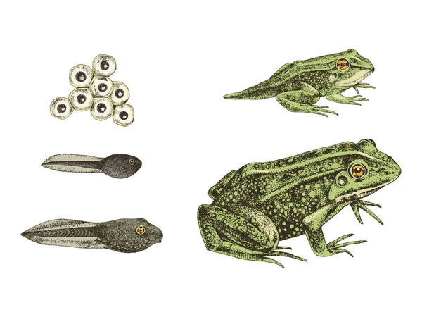 Metamorfosis de rana colorida dibujada a mano — Vector de stock