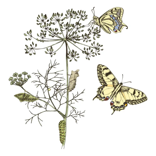 Metamorfose do rabo de andorinha - Papilio machaon - borboleta . — Vetor de Stock