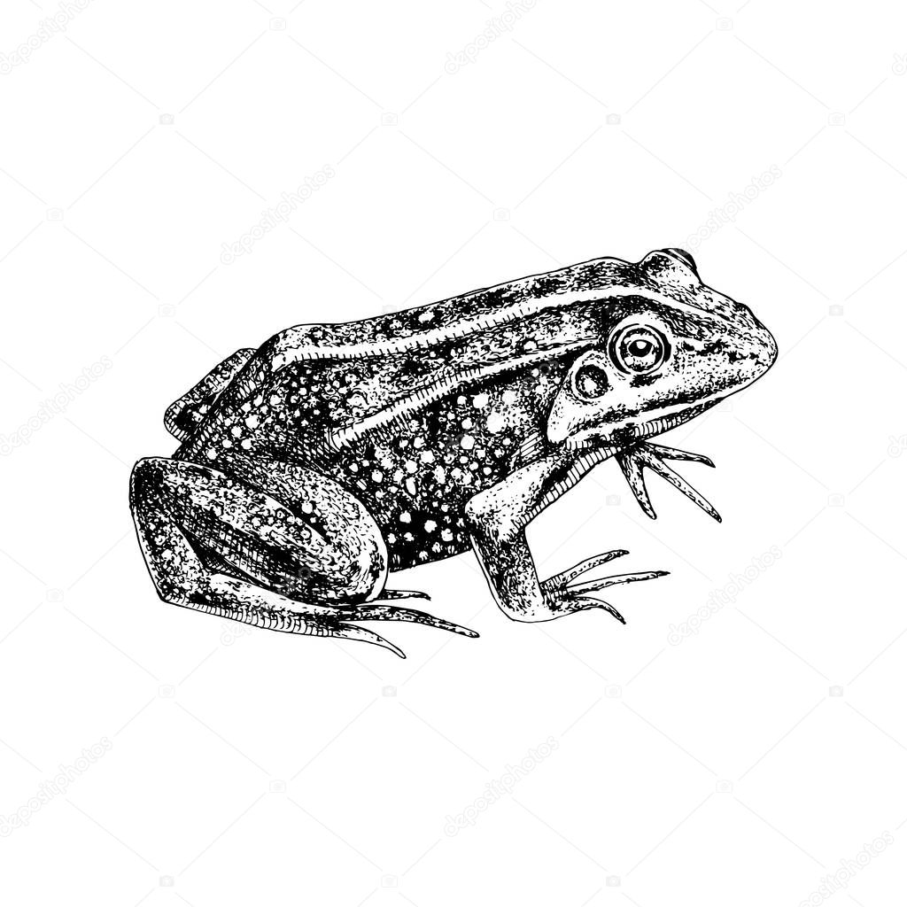 Hand drawn common water frog isolated on white background. Vector illustration in retro style