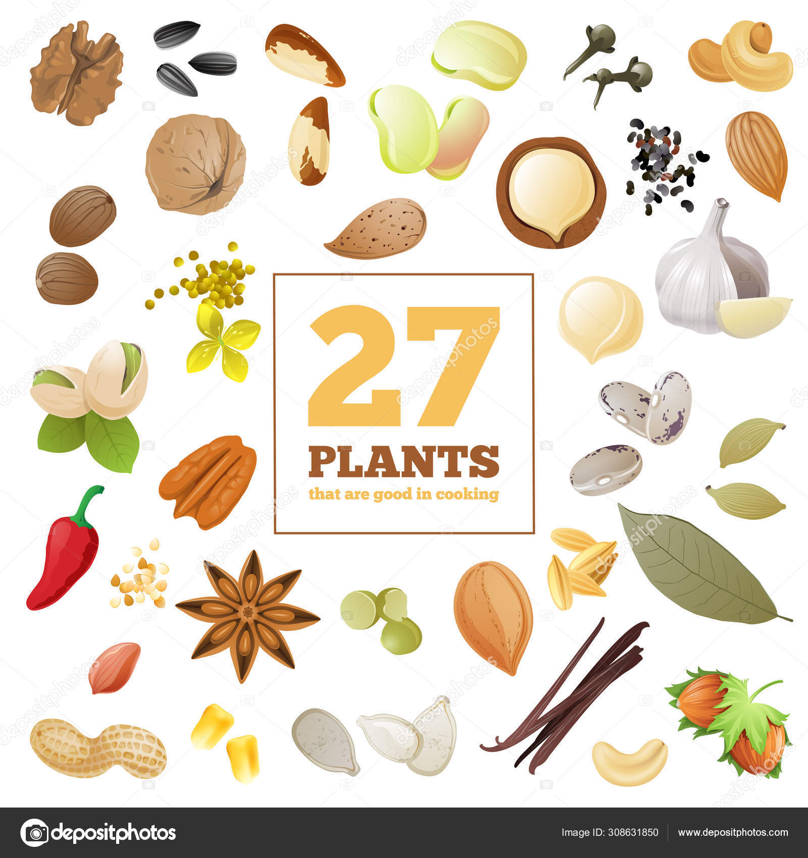 Great set of seeds, beans, nuts and spices. Stock Vector Image by ©mart_m 308631850