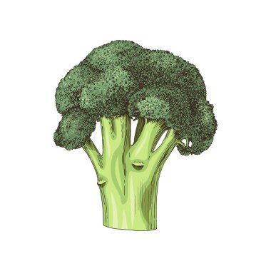 Beyaz arka planda izole edilmiş elle çizilmiş brokoli
