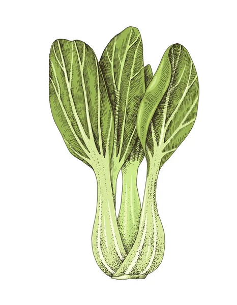 在白色背景上隔离的手绘 bok choy — 图库矢量图片