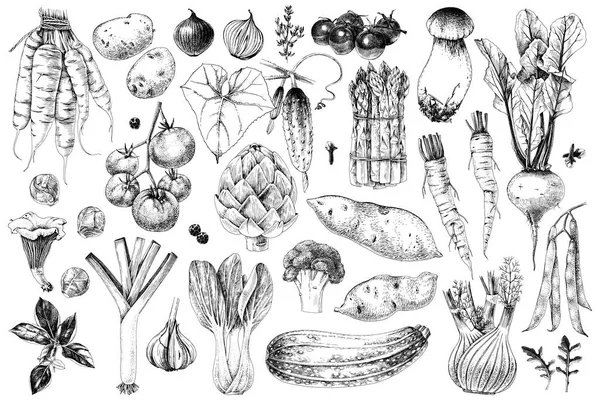 Collection de légumes dessinés à la main — Image vectorielle