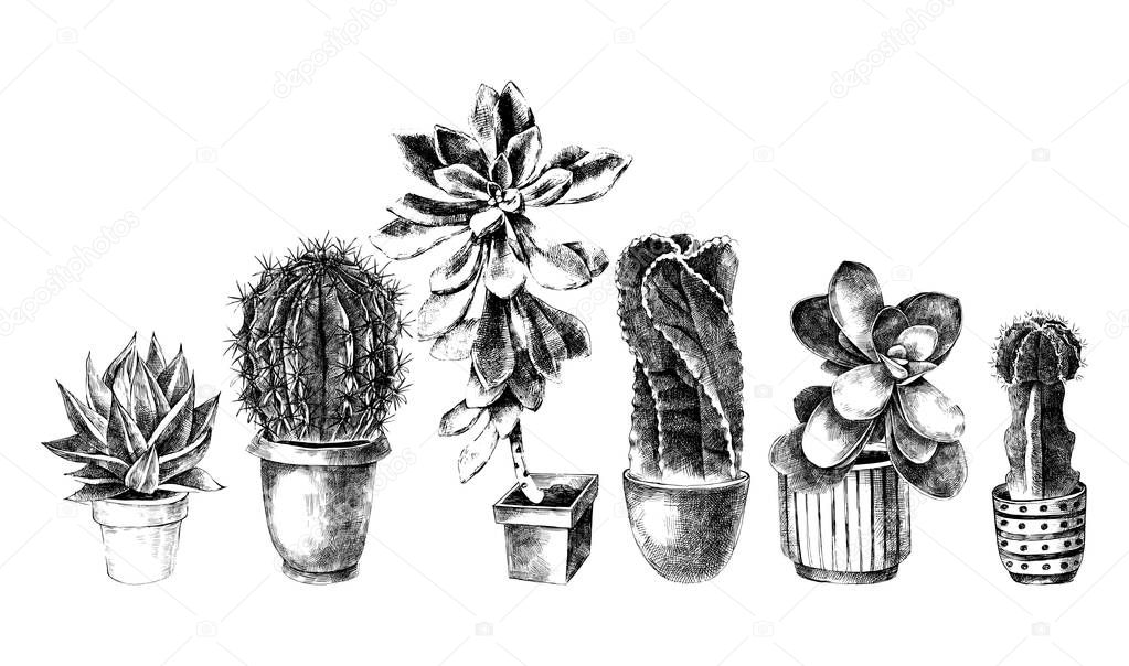 Cactuses and succulents in pots