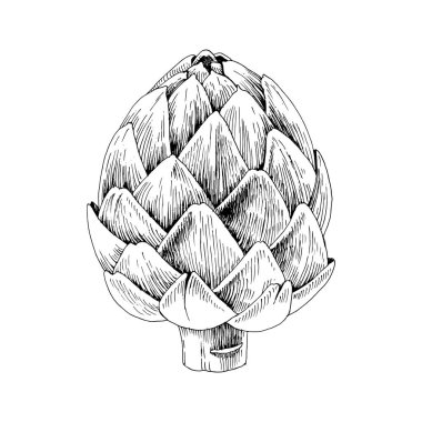 Beyaz arka planda izole edilmiş elle çizilmiş enginar