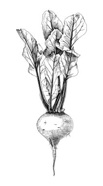 Yaprakları ile el çizilmiş pancar